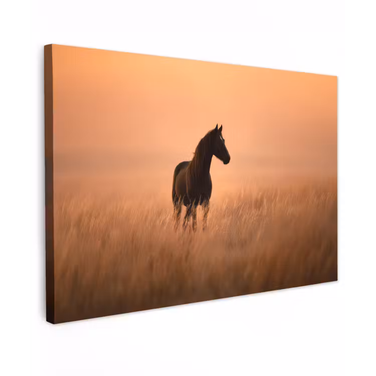 Paard - Grasveld - Zonsondergang canvas 2cm klein -z3d