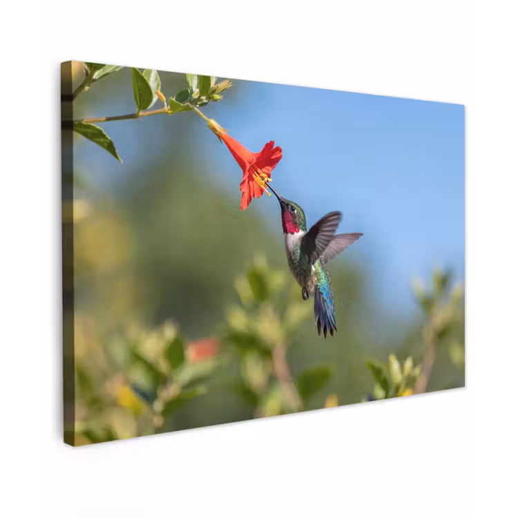 Kolibrie - Bloem - Natuur - Groen canvas 2cm klein -z3d