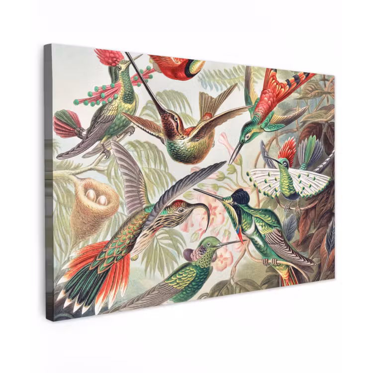 Kolibrie - Vintage - Ernst Haeckel - Vogel - Kunst - Natuur canvas 2cm klein -z3d