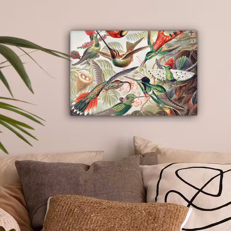 Kolibrie - Vintage - Ernst Haeckel - Vogel - Kunst - Natuur canvas 2cm klein -sfeer1