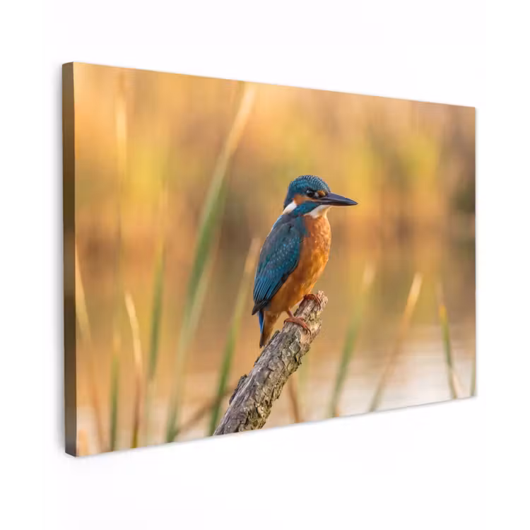 IJsvogel - Tak - Water - Kleurrijk - Levendig canvas 2cm klein -z3d