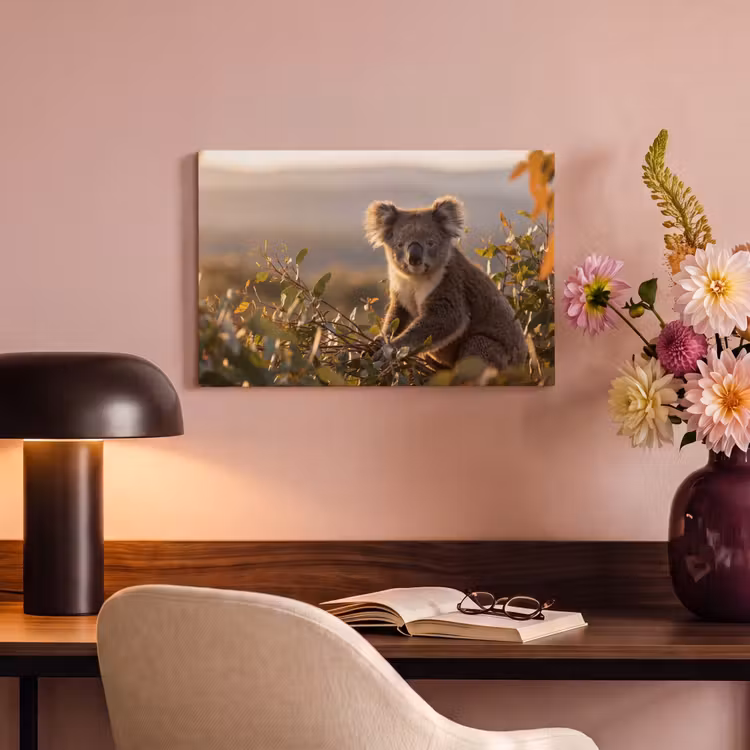 Koala - Bladeren - Ochtendlicht canvas 2cm klein -sfeer4
