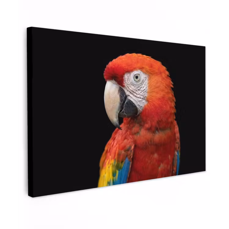 Ara - Portret - Rood canvas 2cm klein -z3d