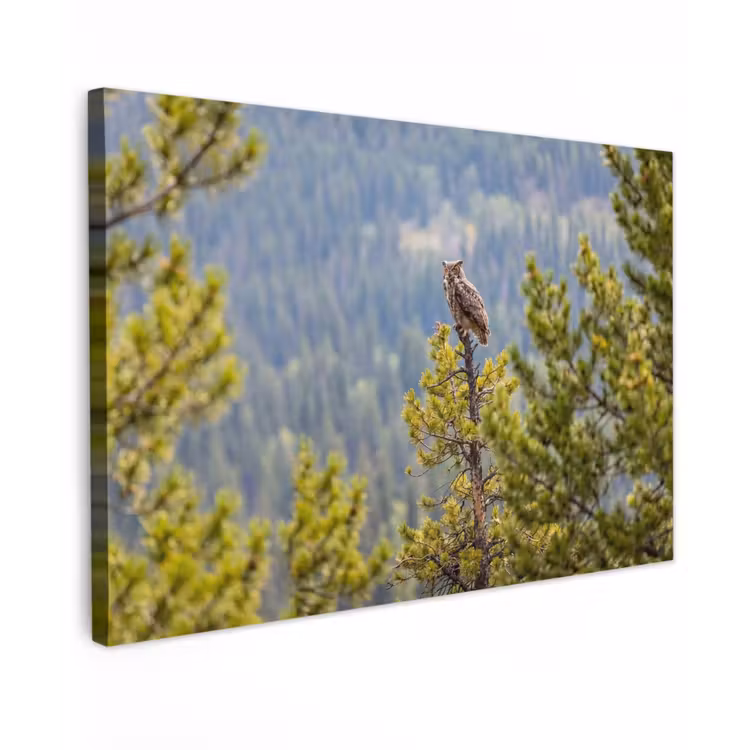 Uil - Oehoe - Bomen - Natuur canvas 2cm klein -z3d