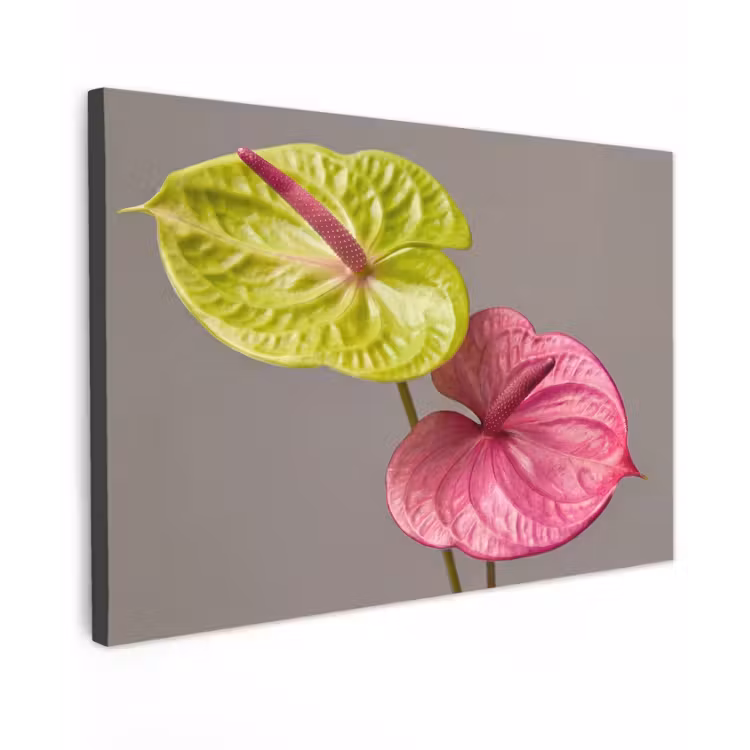 Planten - Anthurium - Groen - Roze canvas 2cm klein -z3d