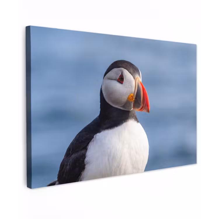 Papegaaiduiker - Portret - Natuur canvas 2cm klein -z3d