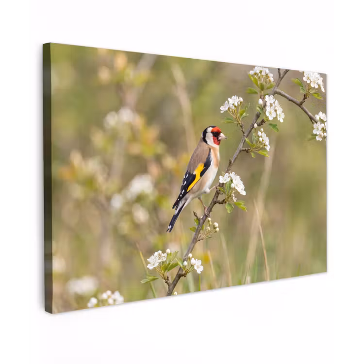 Putter - Bloesem - Lente - Natuur - Kleurrijk canvas 2cm klein -z3d