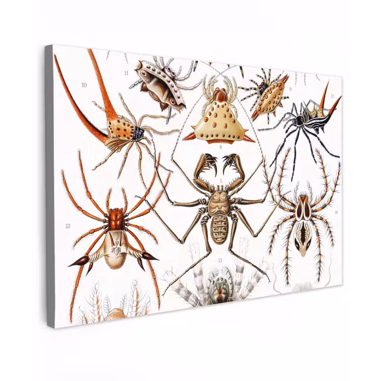 Retro - Spin - Ernst Haeckel - Spinnen canvas 2cm klein -z3d