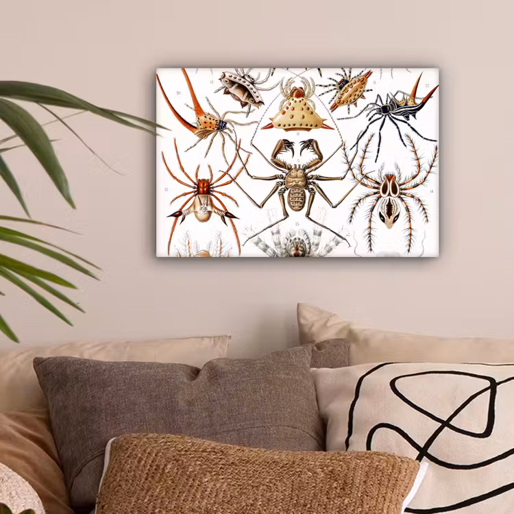 Retro - Spin - Ernst Haeckel - Spinnen canvas 2cm klein -sfeer1
