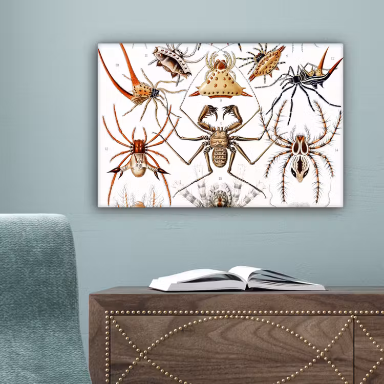 Retro - Spin - Ernst Haeckel - Spinnen canvas 2cm klein -sfeer4