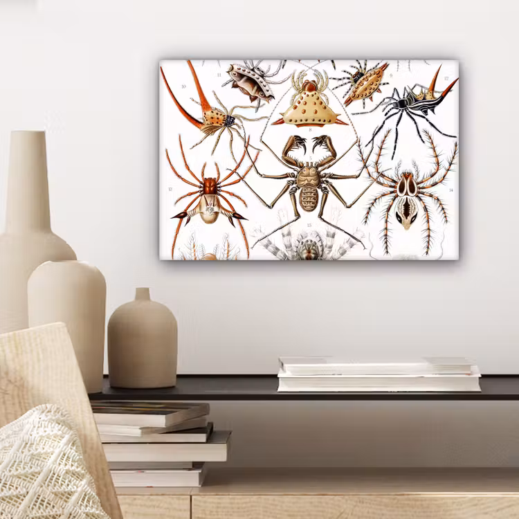 Retro - Spin - Ernst Haeckel - Spinnen canvas 2cm klein -sfeer6