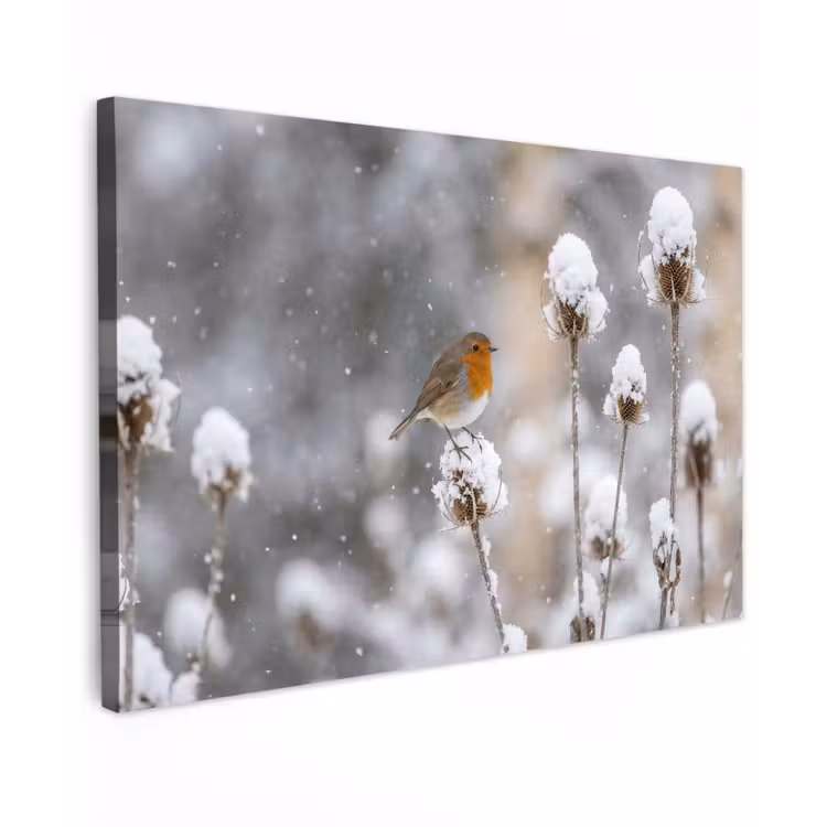 Roodborstje - Gedroogde bloem - Sneeuw - Winter - Vertederend canvas 2cm klein -z3d