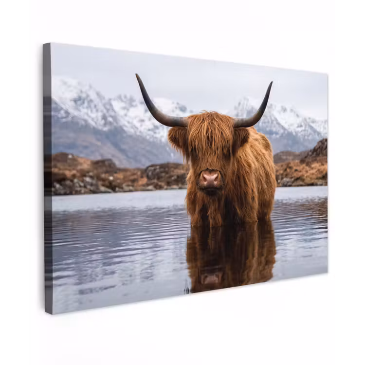 Schotse hooglander - Bruin - Water canvas 2cm klein -z3d