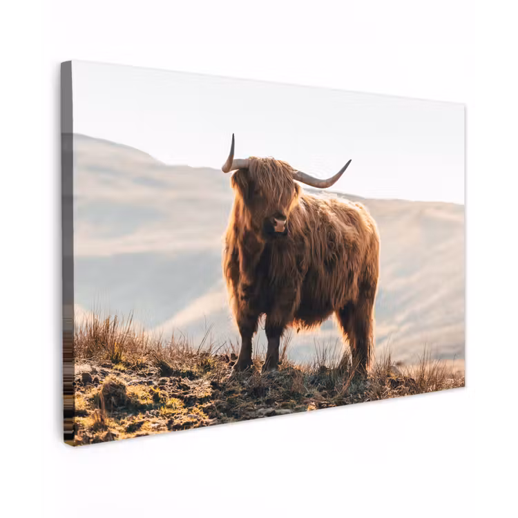 Schotse hooglander - Dieren - Landelijk - Landschap - Koe - Natuur canvas 2cm klein -z3d