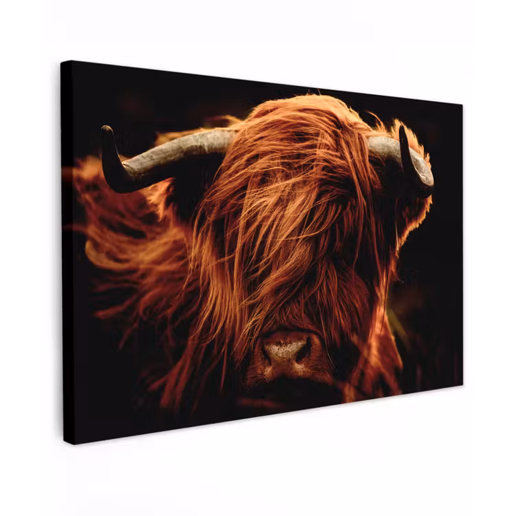 Schotse hooglander - Koe - Hoorns - Portret - Dieren canvas 2cm klein -z3d