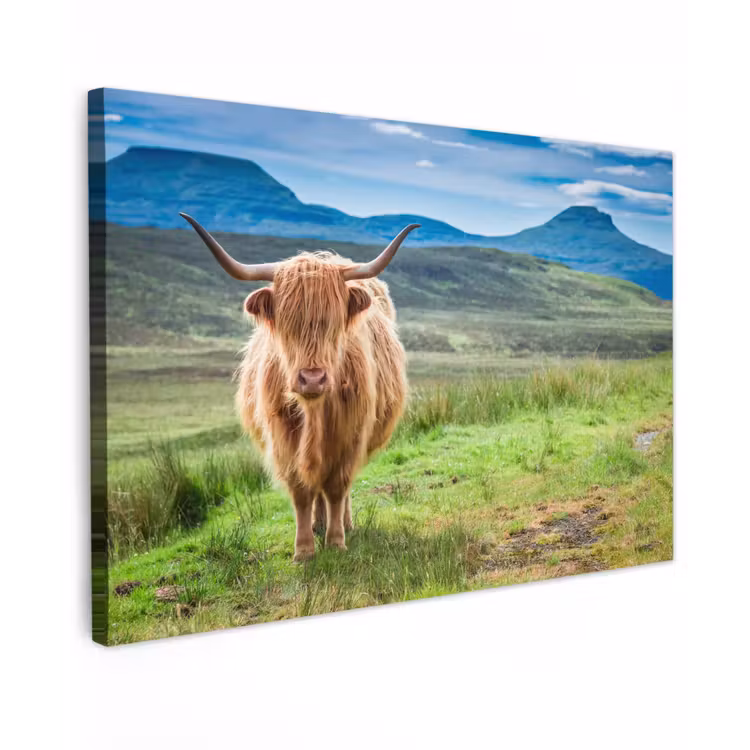 Schotse hooglander - Koe - Natuur - Berg - Gras canvas 2cm klein -z3d