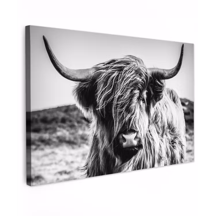 Schotse hooglander - Natuur - Koe - Zwart - Wit canvas 2cm klein -z3d