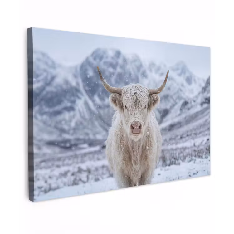 Schotse Hooglander - Sneeuw - Bergen - Winter canvas 2cm klein -z3d