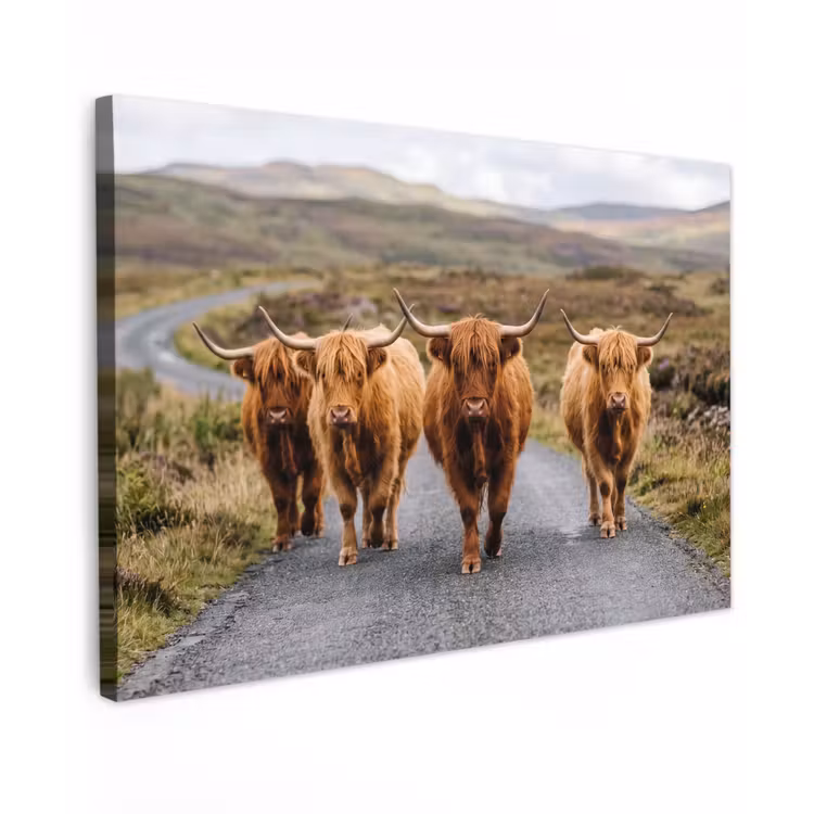 Schotse Hooglanders - Weg - Landschap - Kudde canvas 2cm klein -z3d