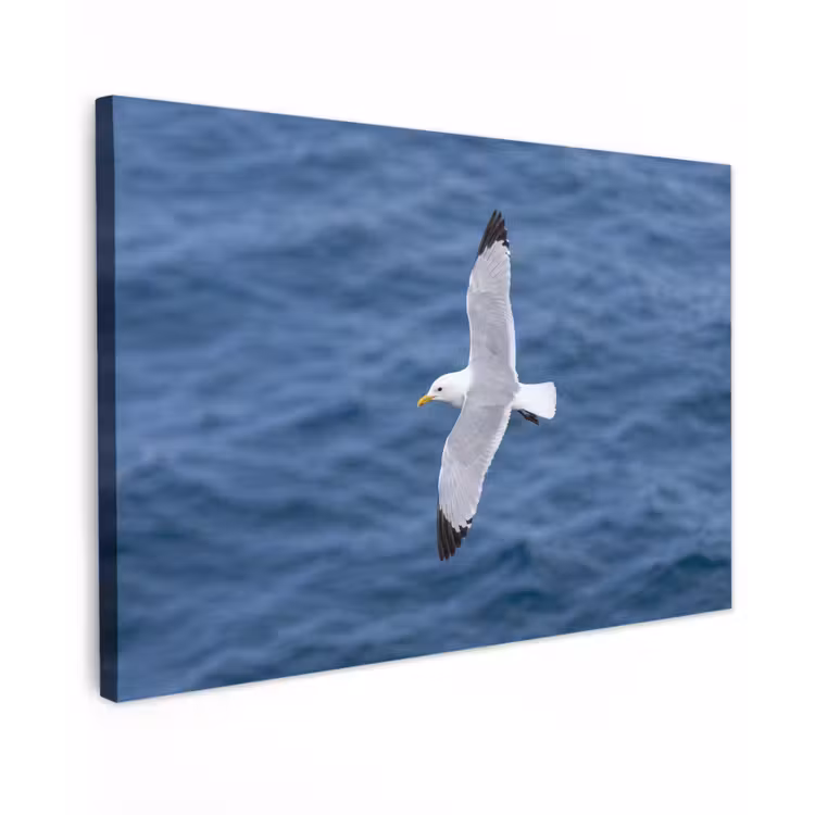 Zeemeeuw - Oceaan - Blauw canvas 2cm klein -z3d
