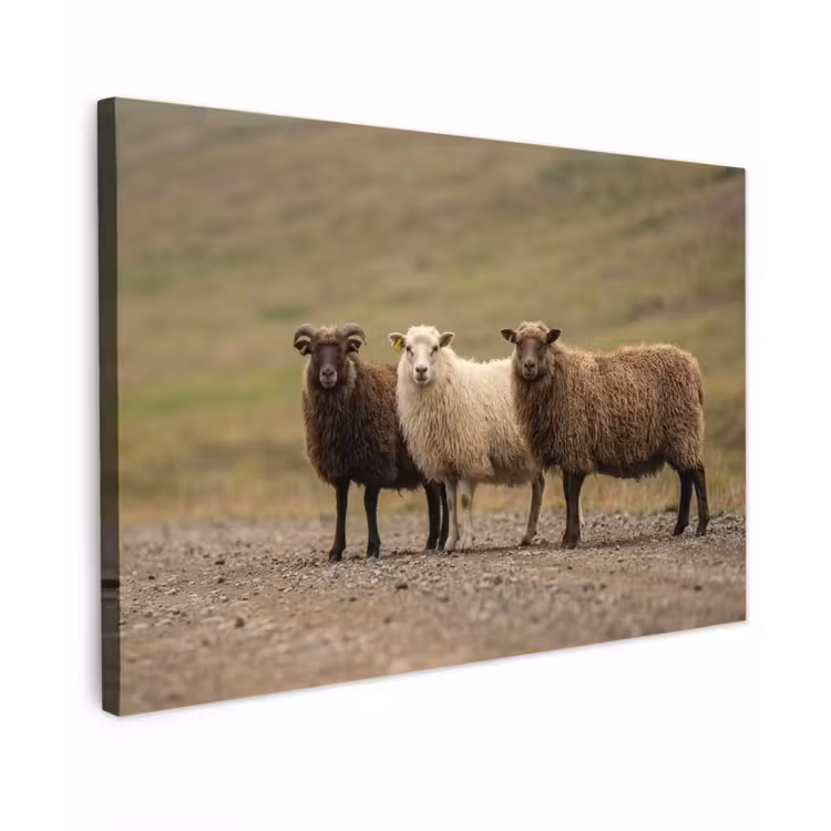 Schapen - Bruin - Wit - Grindpad canvas 2cm klein -z3d