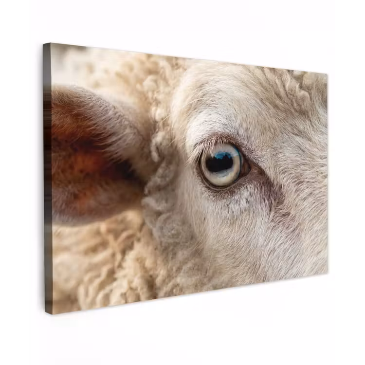 Schaap - Oog - Wit canvas 2cm klein -z3d
