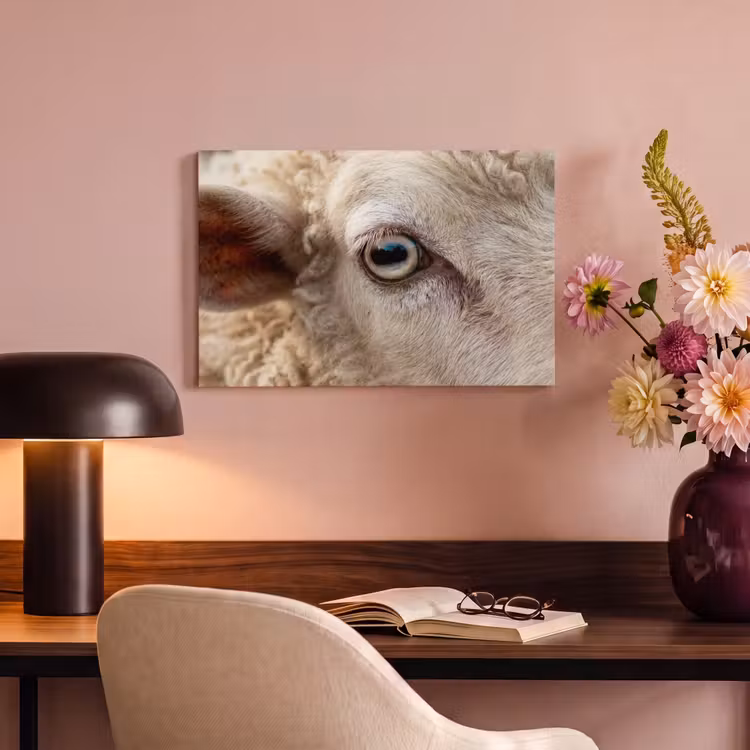 Schaap - Oog - Wit canvas 2cm klein -sfeer4