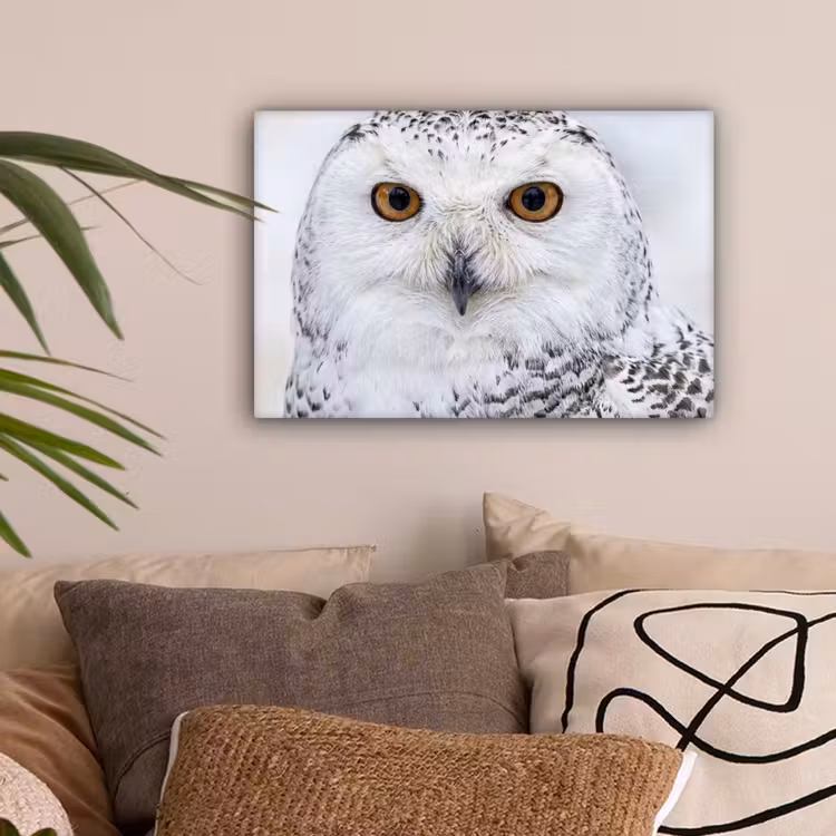 Sneeuwuil - Oog - Wildlife - Wit canvas 2cm klein -sfeer1