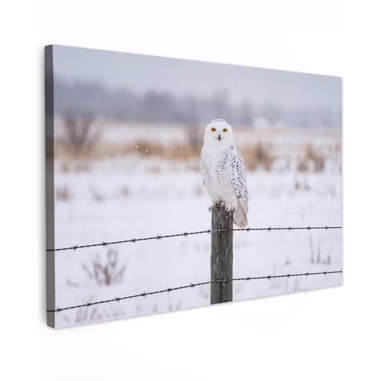 Sneeuwuil - Hek - Sneeuw - Wit canvas 2cm klein -z3d