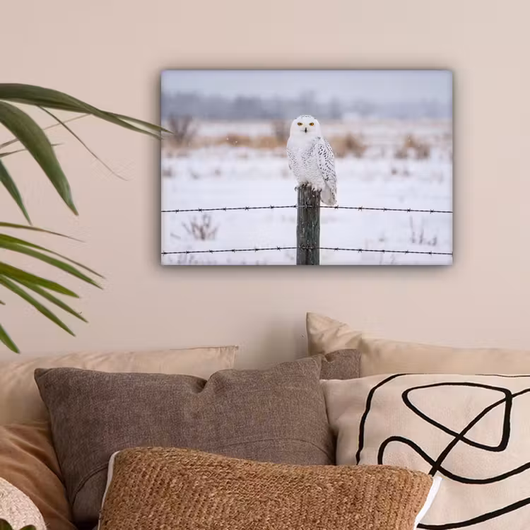 Sneeuwuil - Hek - Sneeuw - Wit canvas 2cm klein -sfeer1