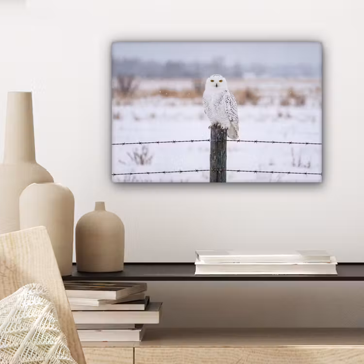 Sneeuwuil - Hek - Sneeuw - Wit canvas 2cm klein -sfeer6