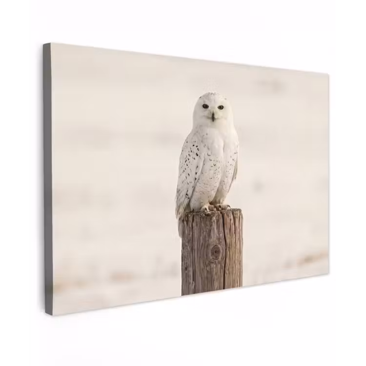 Sneeuwuil - Paal - Winter - Portret - Majestueus canvas 2cm klein -z3d