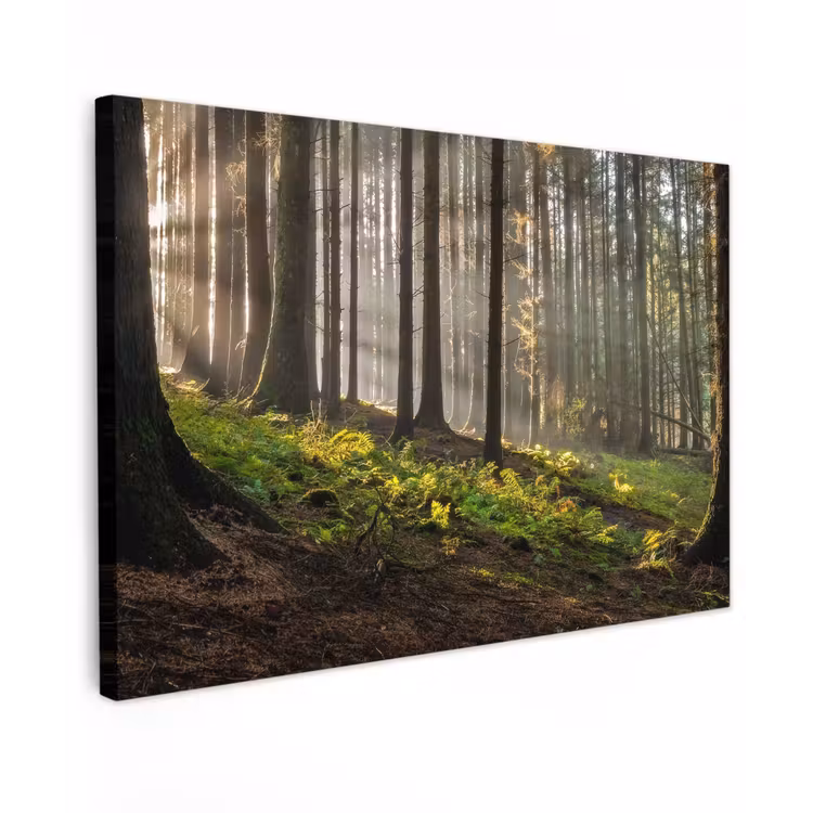 Zon - Takken - Bomen - Bos - Natuur canvas 2cm klein -z3d
