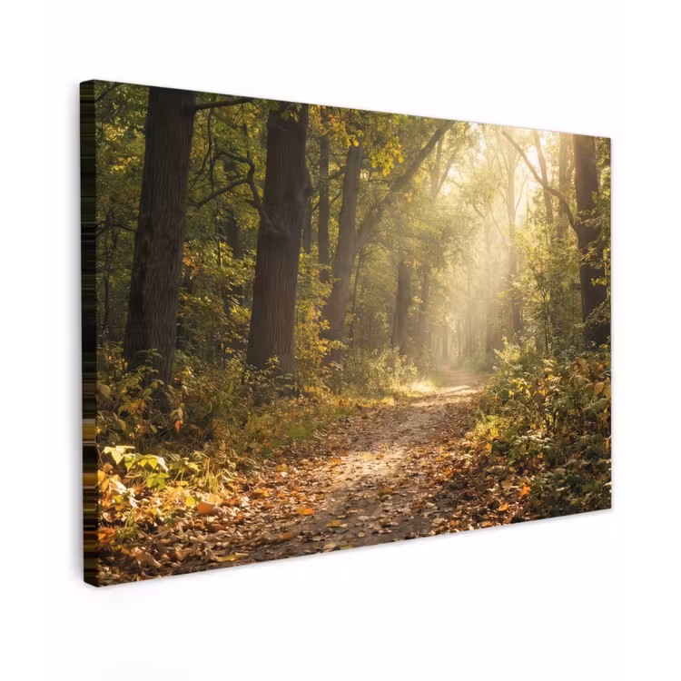 Zonlicht - Bospad - Bomen canvas 2cm klein -z3d