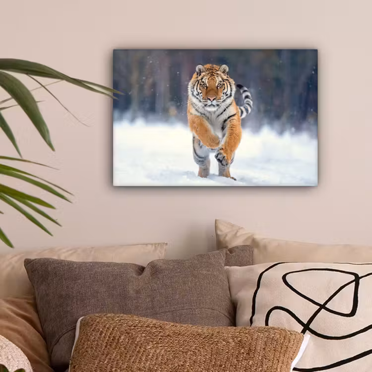 Tijger - Landschap - Sneeuw - Winter - Dieren canvas 2cm klein -sfeer1