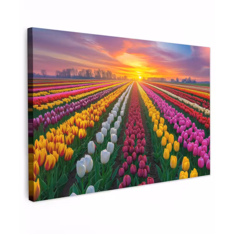 Tulpenveld - Zonsondergang - Kleurrijk canvas 2cm klein -z3d