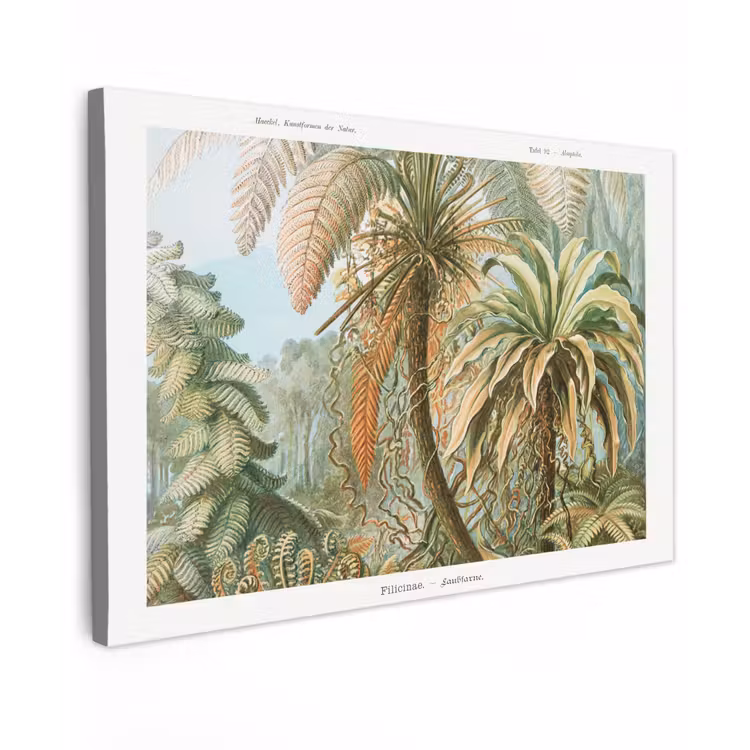 Vintage - Oude meesters - Varens - Planten - Natuur canvas 2cm klein -z3d