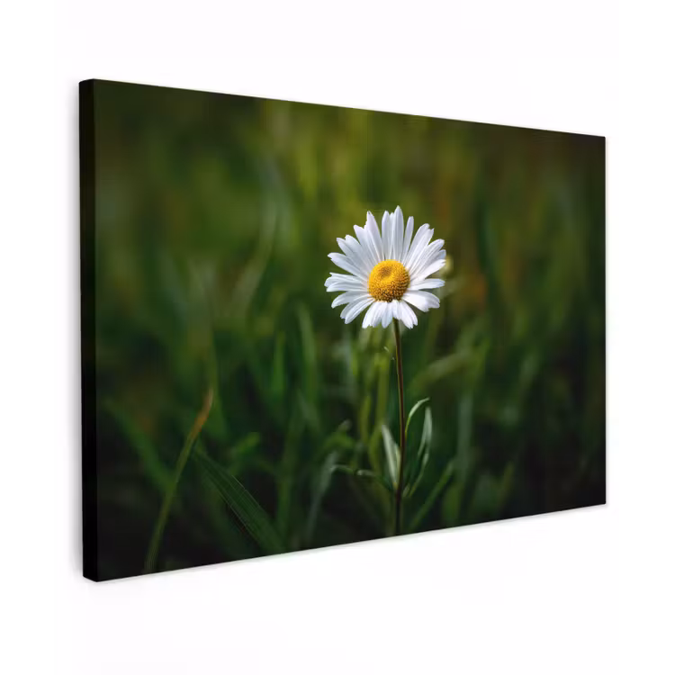 Wit - Madeliefje - Bloem - Gras canvas 2cm klein -z3d