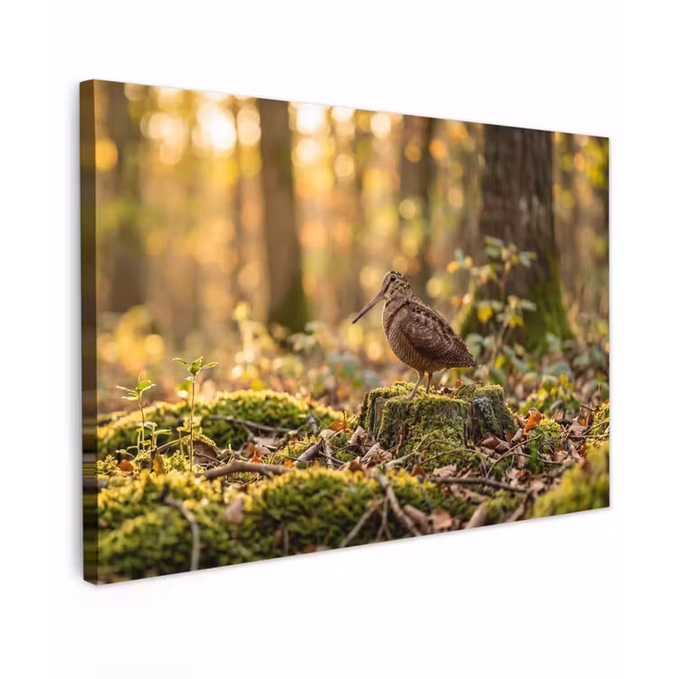 Houtsnip - Bos - Bladeren - Herfst - Gecamoufleerd canvas 2cm klein -z3d