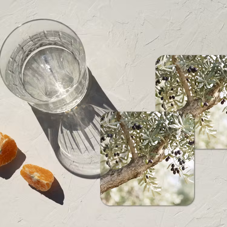 Coaster - Olive tree - branch - green - Olijfboom - tak - groen onderzetter kurk middel