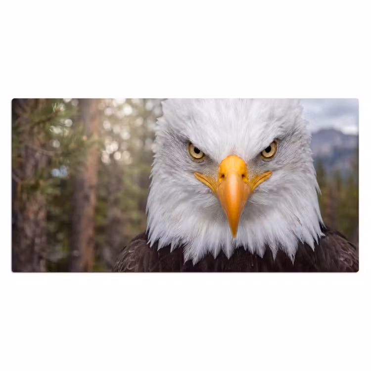 Amerikaans - Zeearend - Portret - Geel Muismat XXL klein -3d_leeg
