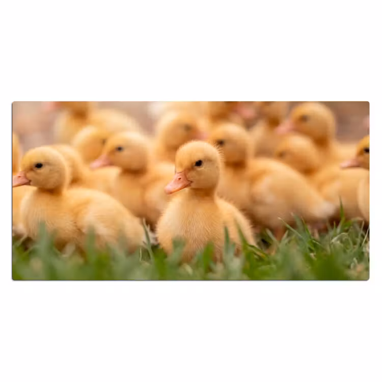 Pijltje - Eend - Natuur - Geel Muismat XXL klein -3d_leeg