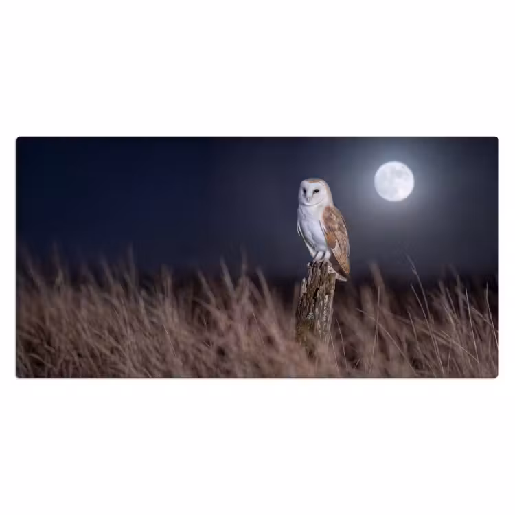 Kerkuil - Maan - Nacht Muismat XXL klein -3d_leeg