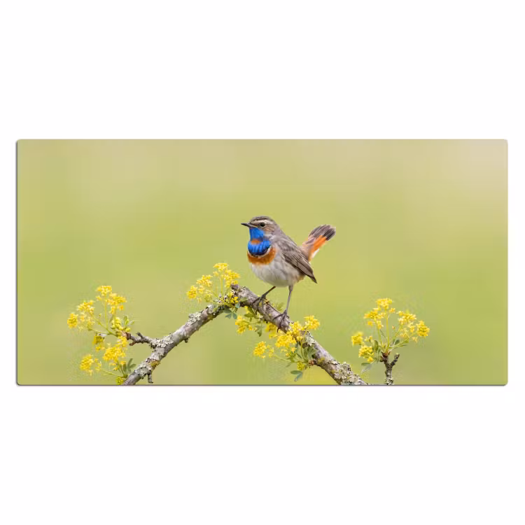 Vogel - Tak - Natuur - Kleurrijk Muismat XXL klein -3d_leeg