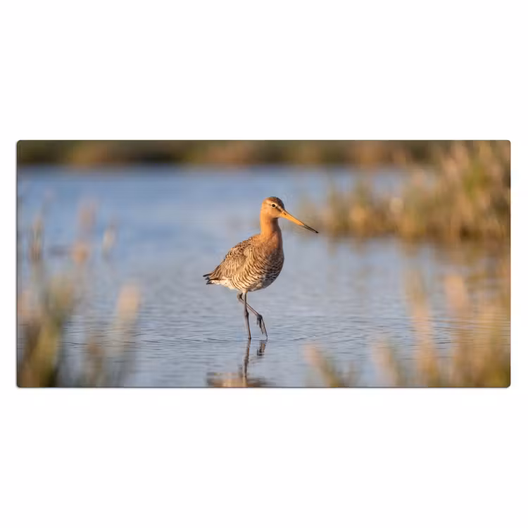 Vogel - Steltloper - Water - Natuur Muismat XXL klein -3d_leeg