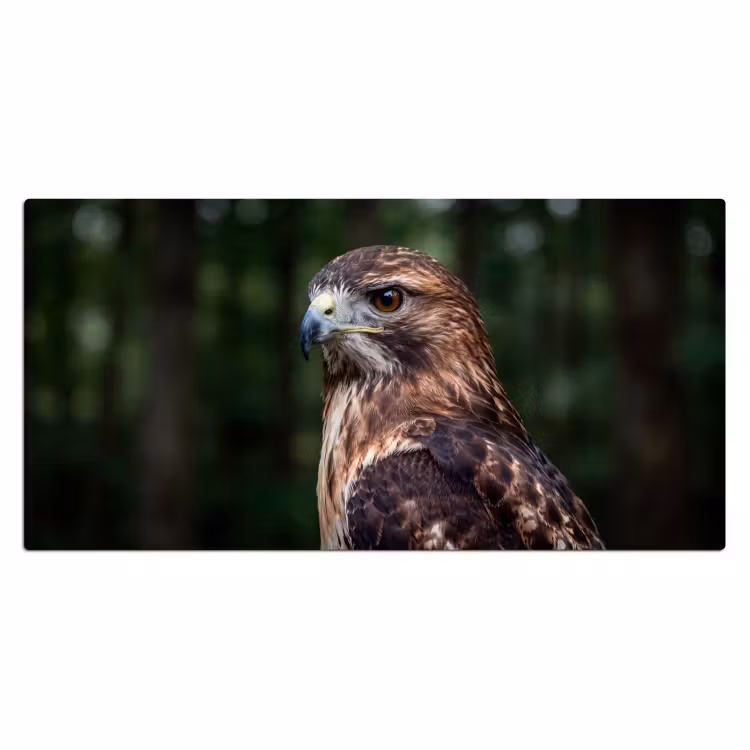 Buizerd - Roofvogel - Natuur - Bruin Muismat XXL klein -3d_leeg