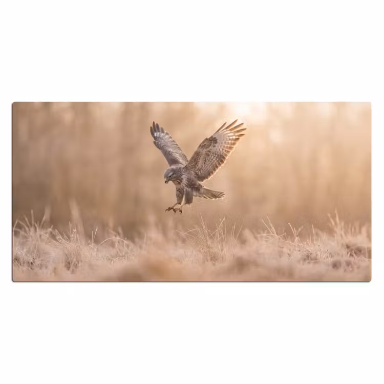 Buizerd - Roofvogel - Natuur - Bruin Muismat XXL klein -3d_leeg