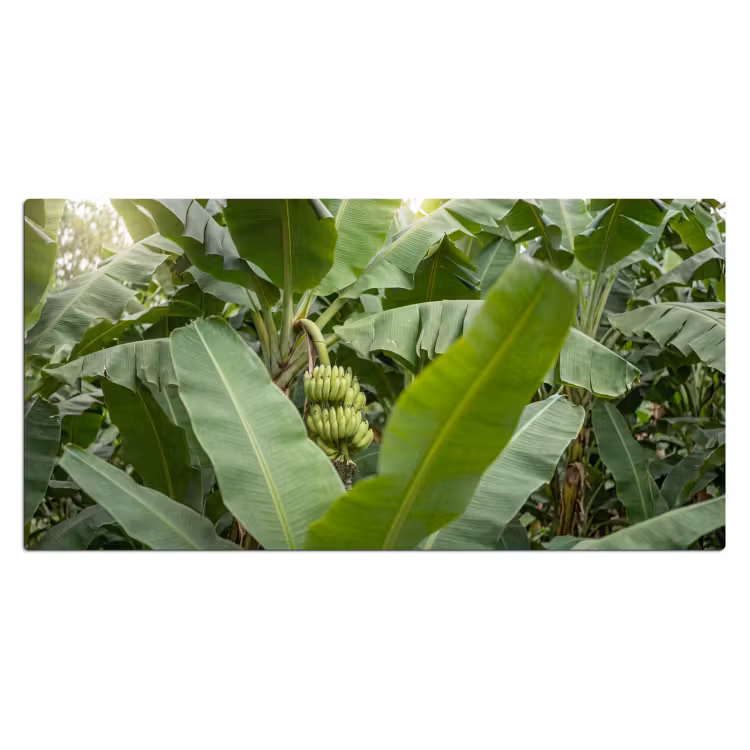 Eten - Bananen - Plantage - Groen Muismat XXL klein -3d_leeg
