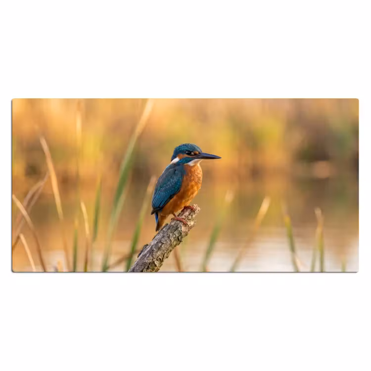 IJsvogel - Tak - Water - Kleurrijk - Levendig Muismat XXL klein -3d_leeg