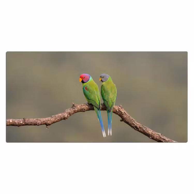 Papagaai - Tak - Natuur - Kleurrijk Muismat XXL klein -3d_leeg